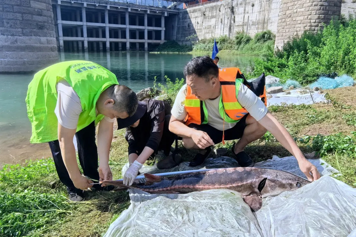 多地鱼类最新监测：鳤20余年首现赣江，泸州一网捞起67条长江鲟