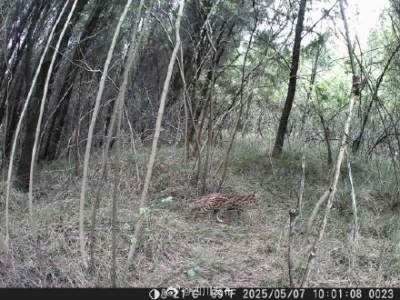 首次！四川这地监测到国家二级重点保护野生动物豹猫