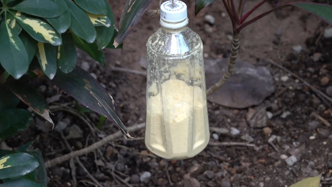 公园惊现两条大蛇缠斗！系无毒滑鼠蛇在抢地盘！蛇类活动高发期，这些要注意！