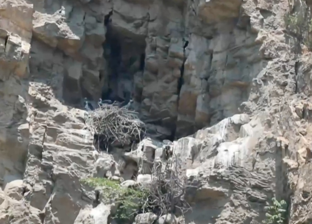 惊喜！“鸟中大熊猫”+3！萌宝伸懒腰在线圈粉——