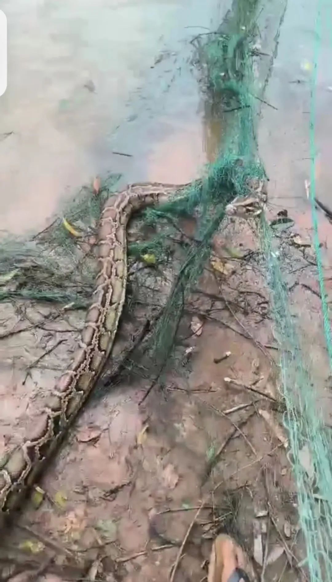 惊险!2.5米长蟒蛇被困渔网,村民联手救援 惊险!2.5米长蟒蛇被困渔网,村民联手救援