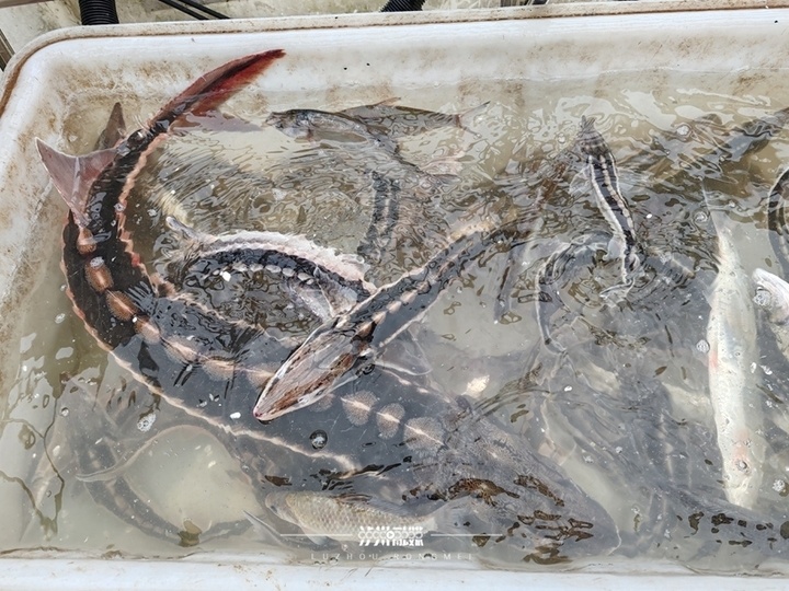 多地鱼类最新监测：鳤20余年首现赣江，泸州一网捞起67条长江鲟