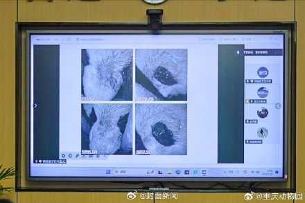 重庆动物园回应渝爱近期症状:转移至非展示区静养治疗 重庆动物园回应渝爱近期症状:转移至非展示区静养治疗