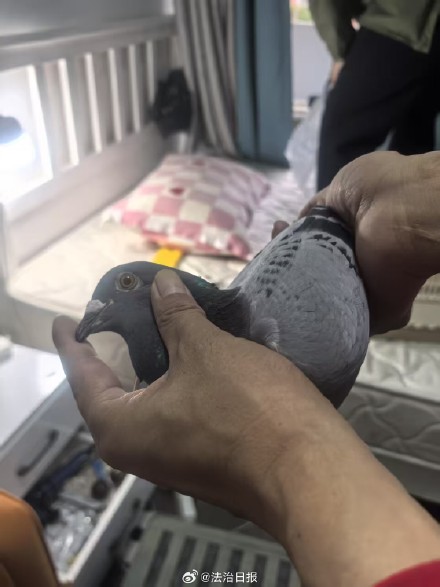 身价50万信鸽被盯上 警方抓获偷鸽贼