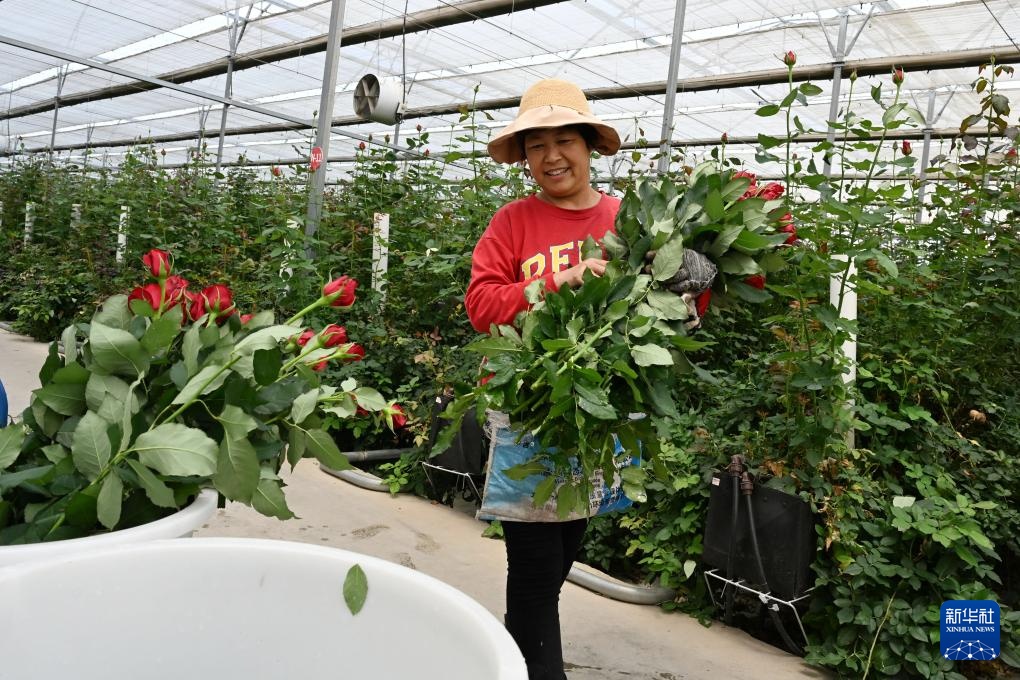 山东莒县:发展鲜切花产业 点亮“美丽经济” 山东莒县:发展鲜切花产业 点亮“美丽经济”