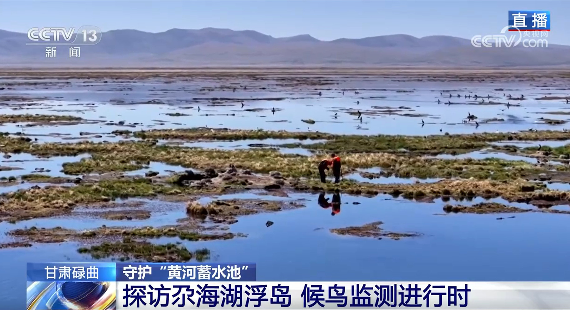 守护“黄河蓄水池” 进入候鸟繁育高峰期 尕海湖正焕发蓬勃生机 守护“黄河蓄水池” 进入候鸟繁育高峰期 尕海湖正焕发蓬勃生机