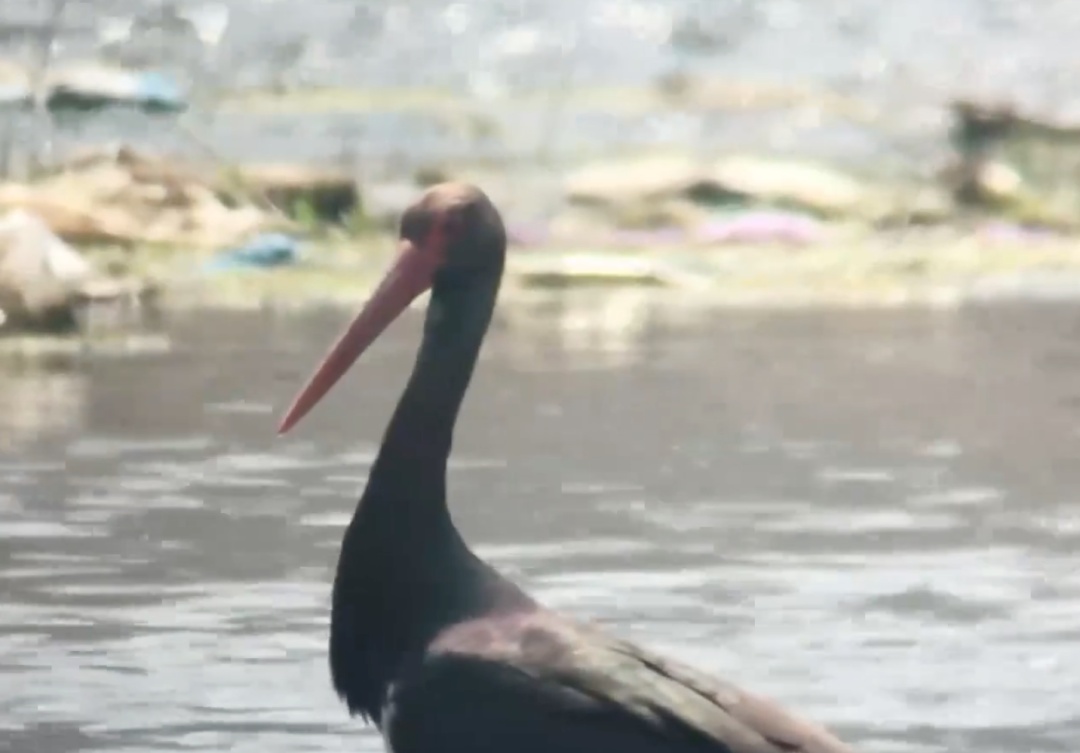 惊喜！“鸟中大熊猫”+3！萌宝伸懒腰在线圈粉——