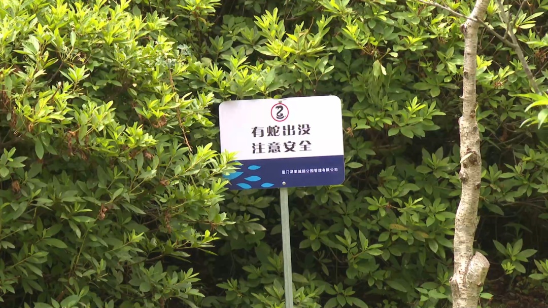 公园惊现两条大蛇缠斗！系无毒滑鼠蛇在抢地盘！蛇类活动高发期，这些要注意！