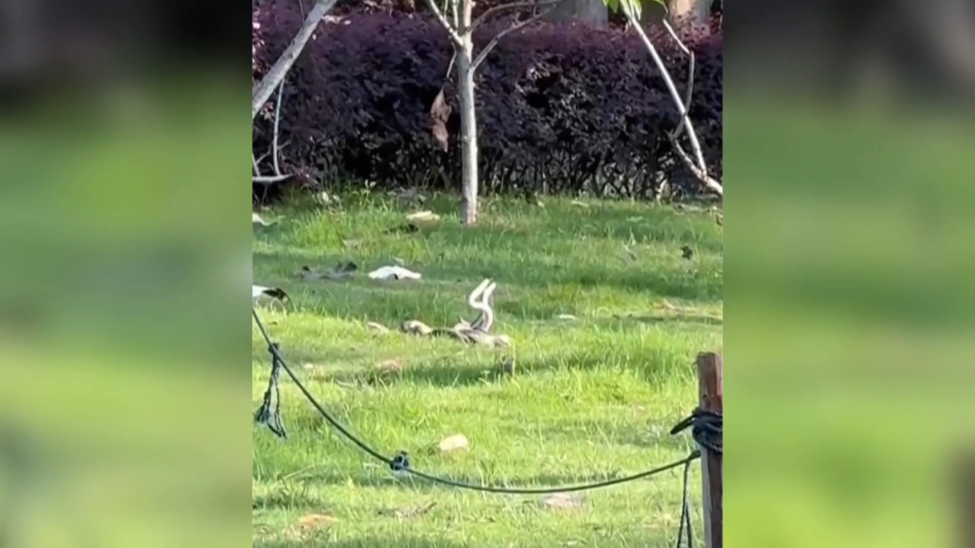 公园惊现两条大蛇缠斗！系无毒滑鼠蛇在抢地盘！蛇类活动高发期，这些要注意！