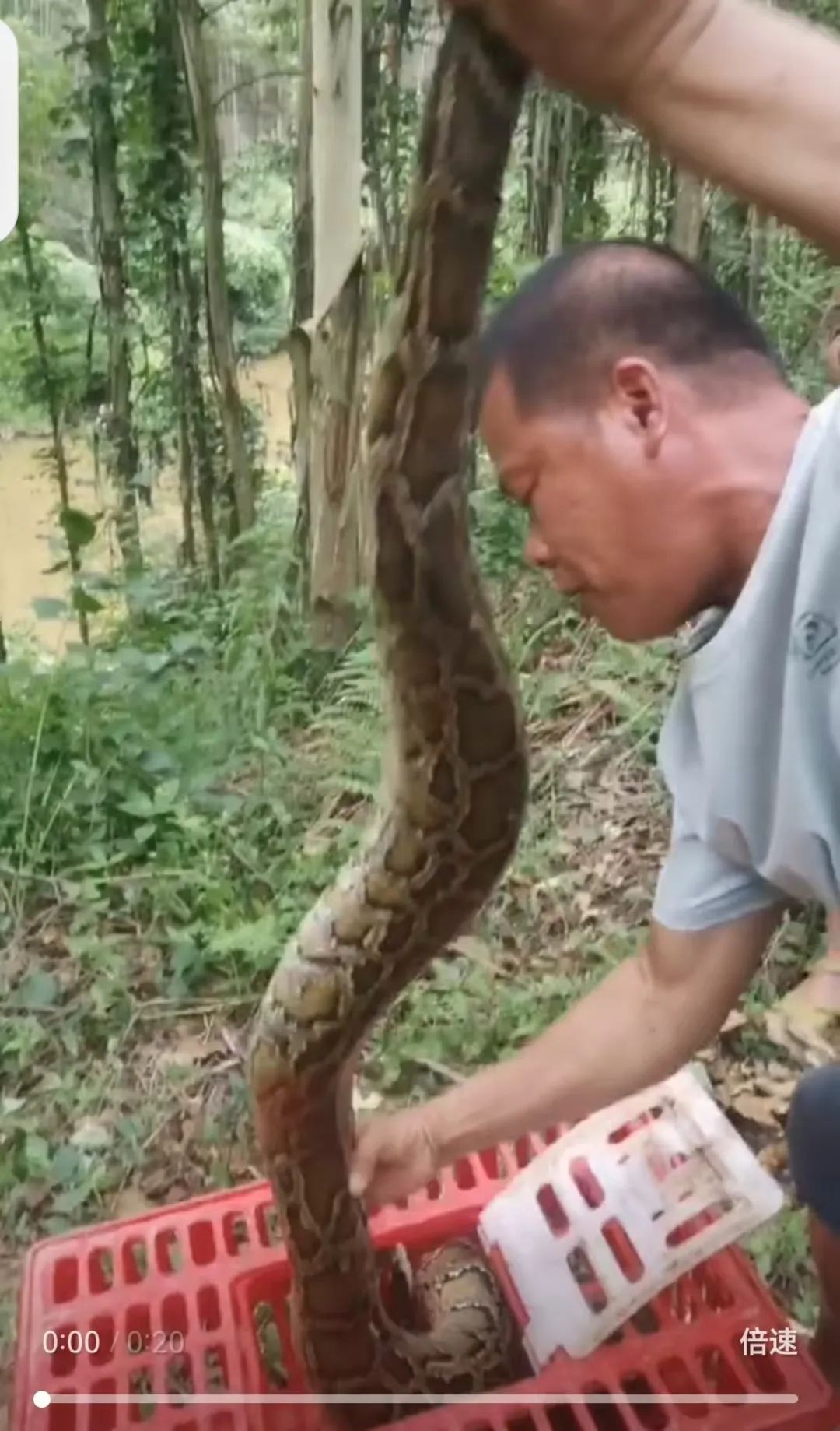 惊险!2.5米长蟒蛇被困渔网,村民联手救援 惊险!2.5米长蟒蛇被困渔网,村民联手救援