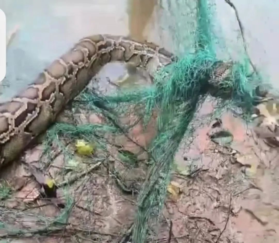 惊险!2.5米长蟒蛇被困渔网,村民联手救援 惊险!2.5米长蟒蛇被困渔网,村民联手救援