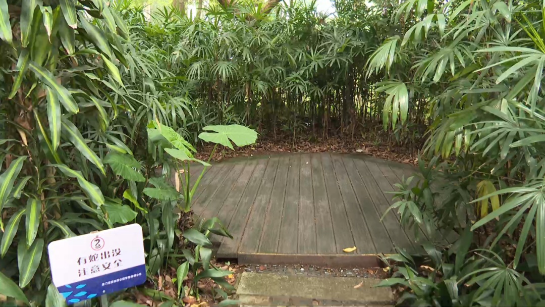 公园惊现两条大蛇缠斗！系无毒滑鼠蛇在抢地盘！蛇类活动高发期，这些要注意！