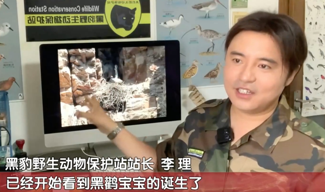 惊喜！“鸟中大熊猫”+3！萌宝伸懒腰在线圈粉——