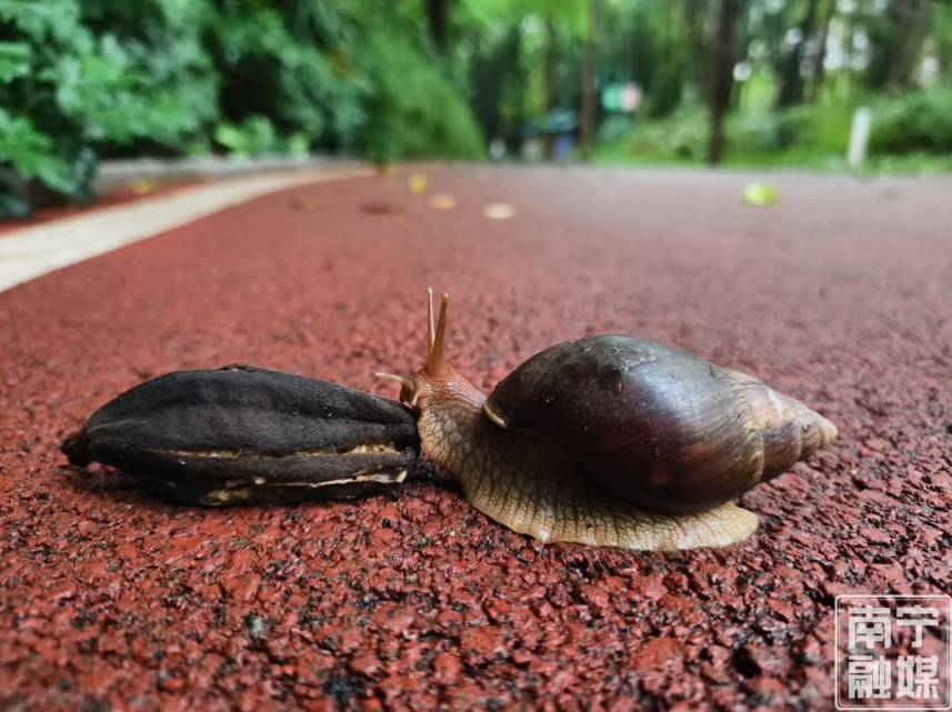 千万不要碰，不要吃！多雨时节来临，这种“病菌蜗牛”需警惕