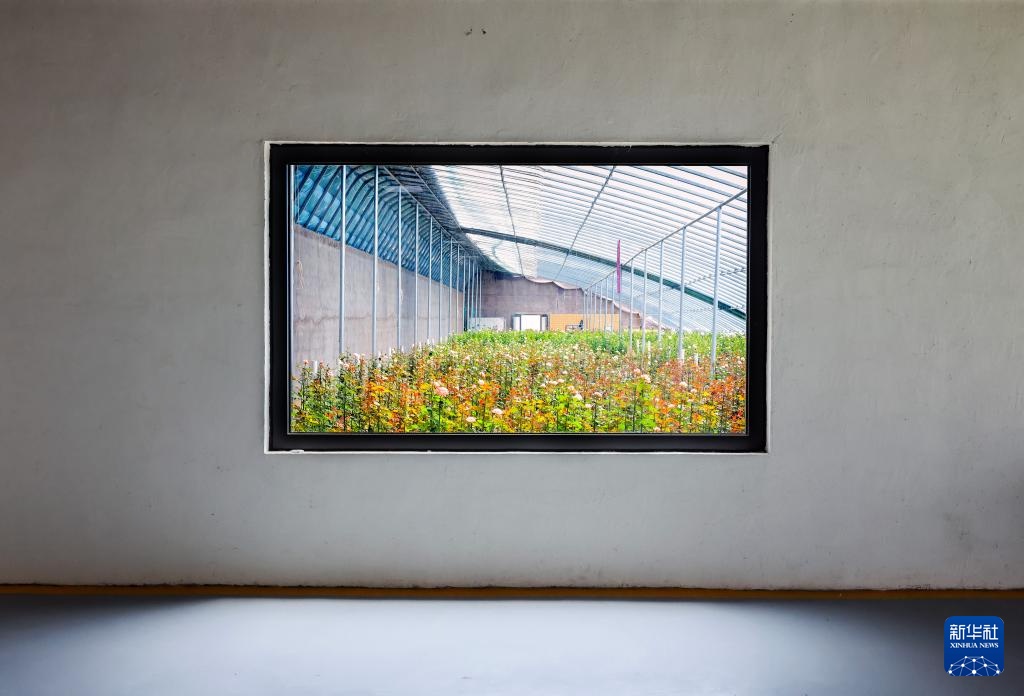 山东莒县:发展鲜切花产业 点亮“美丽经济” 山东莒县:发展鲜切花产业 点亮“美丽经济”