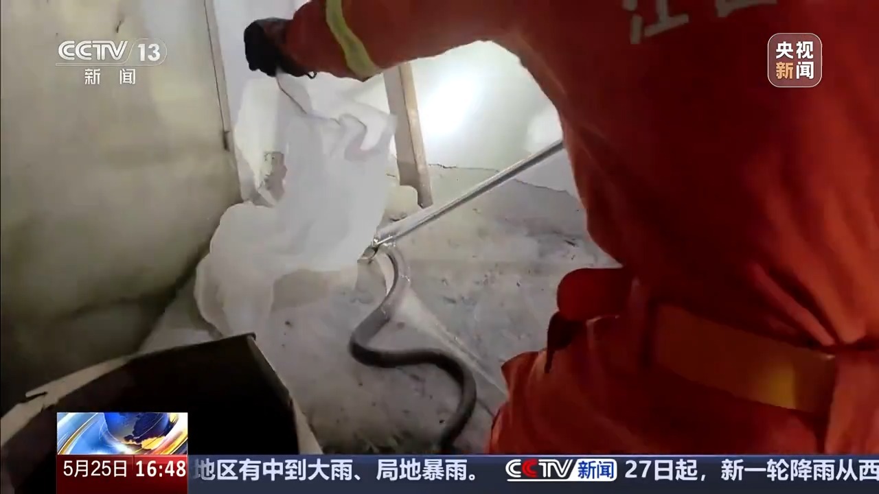 眼镜蛇“逛”市场“闯”人类生活区 如果“相遇”该如何处理？