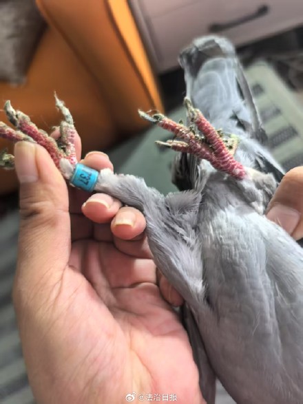 身价50万信鸽被盯上 警方抓获偷鸽贼