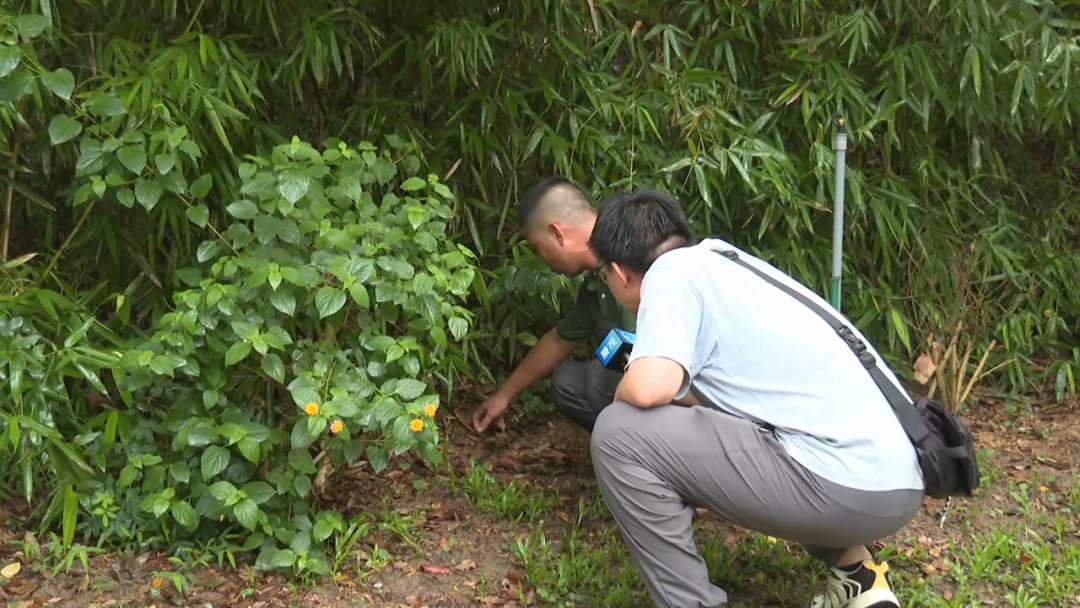 公园惊现两条大蛇缠斗！系无毒滑鼠蛇在抢地盘！蛇类活动高发期，这些要注意！
