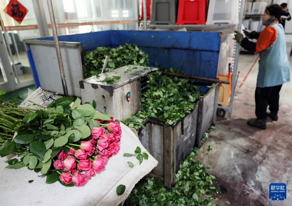 山东莒县:发展鲜切花产业 点亮“美丽经济” 山东莒县:发展鲜切花产业 点亮“美丽经济”