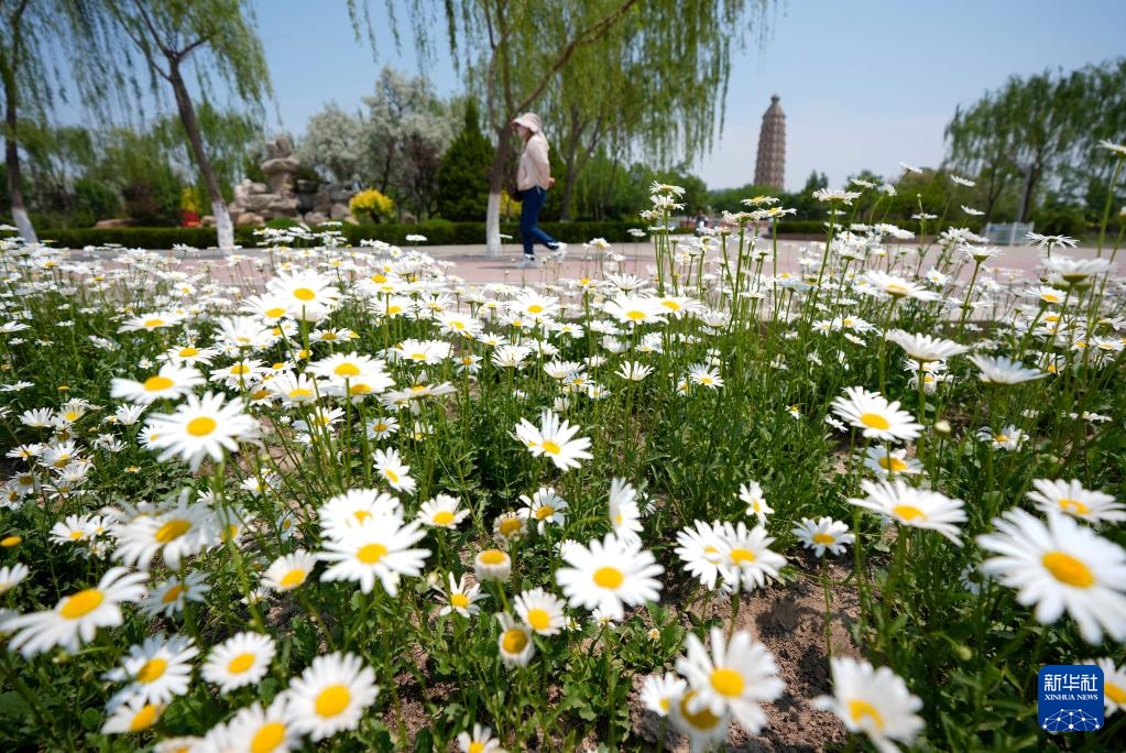 银川:夏日“塞上湖城”美如画 银川:夏日“塞上湖城”美如画
