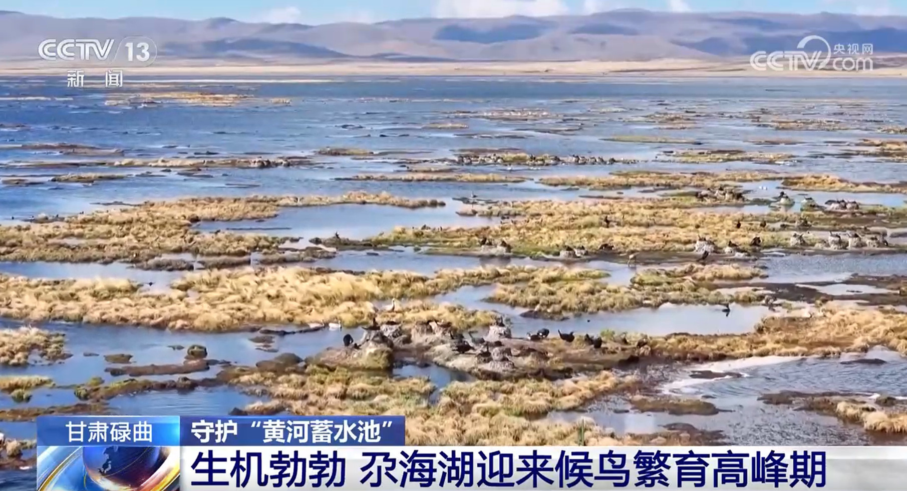 守护“黄河蓄水池” 进入候鸟繁育高峰期 尕海湖正焕发蓬勃生机 守护“黄河蓄水池” 进入候鸟繁育高峰期 尕海湖正焕发蓬勃生机
