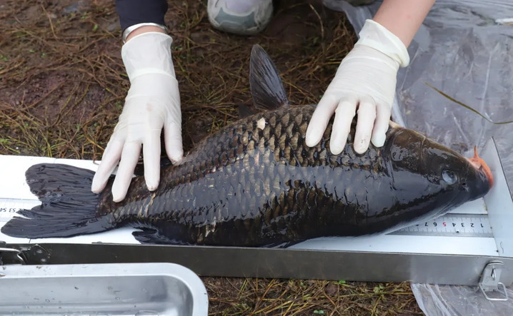 多地鱼类最新监测：鳤20余年首现赣江，泸州一网捞起67条长江鲟