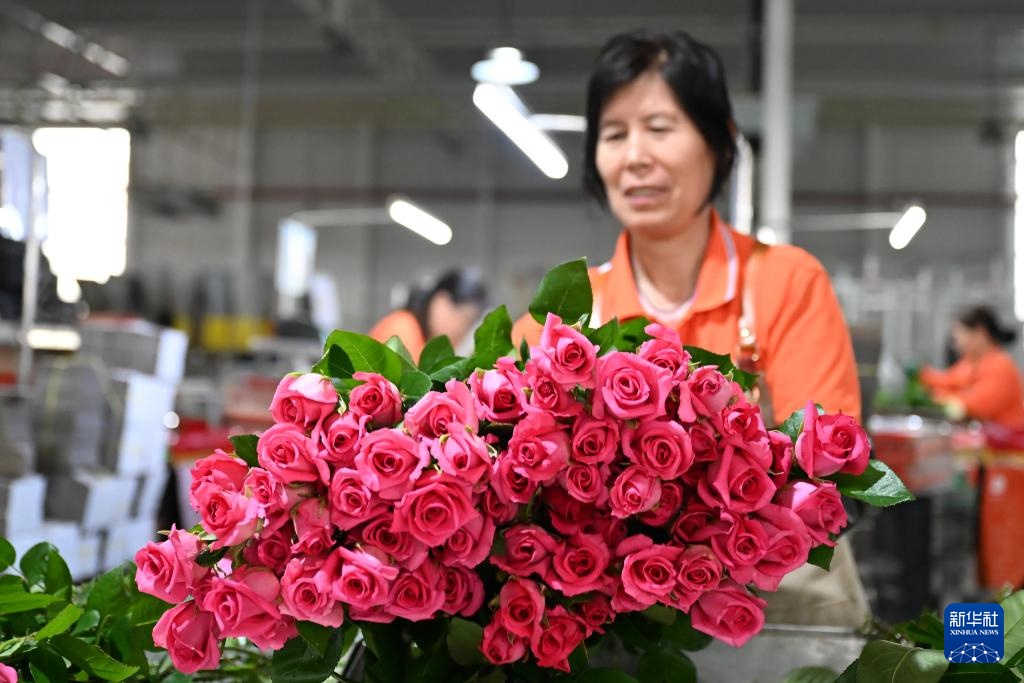 山东莒县:发展鲜切花产业 点亮“美丽经济” 山东莒县:发展鲜切花产业 点亮“美丽经济”