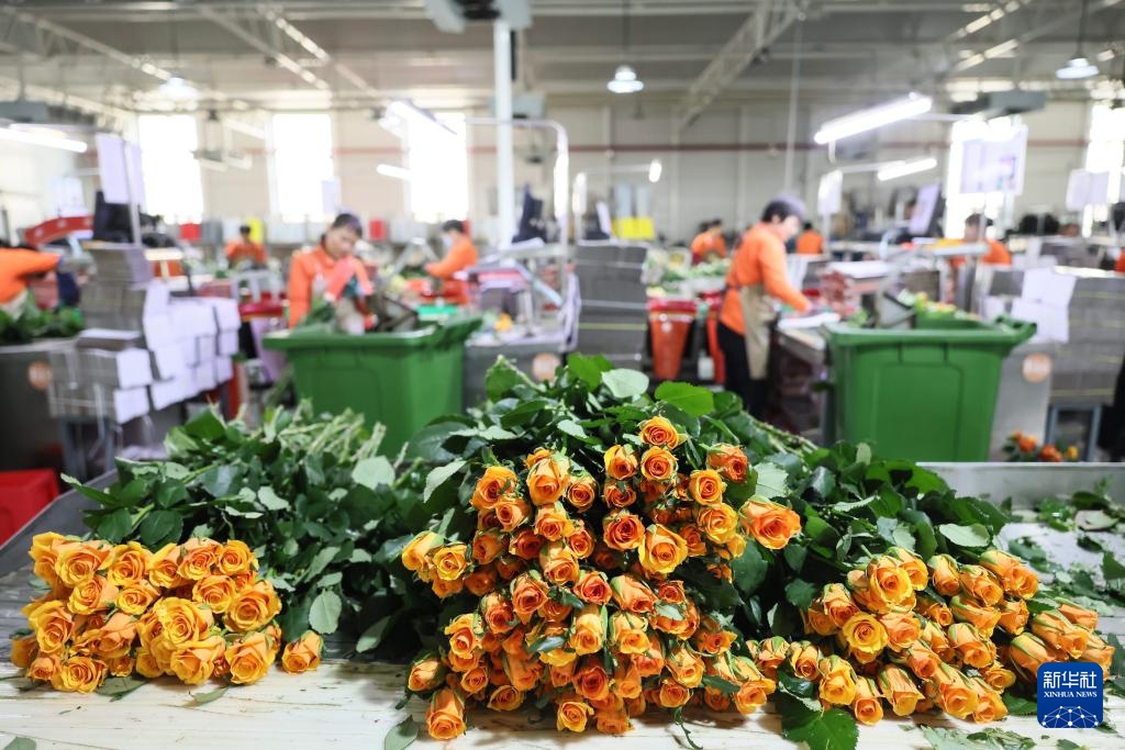 山东莒县:发展鲜切花产业 点亮“美丽经济” 山东莒县:发展鲜切花产业 点亮“美丽经济”