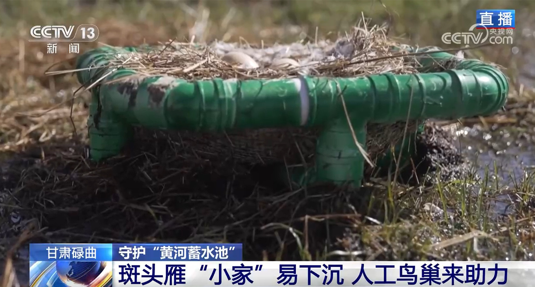 守护“黄河蓄水池” 进入候鸟繁育高峰期 尕海湖正焕发蓬勃生机 守护“黄河蓄水池” 进入候鸟繁育高峰期 尕海湖正焕发蓬勃生机