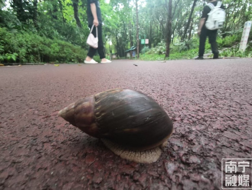 千万不要碰，不要吃！多雨时节来临，这种“病菌蜗牛”需警惕