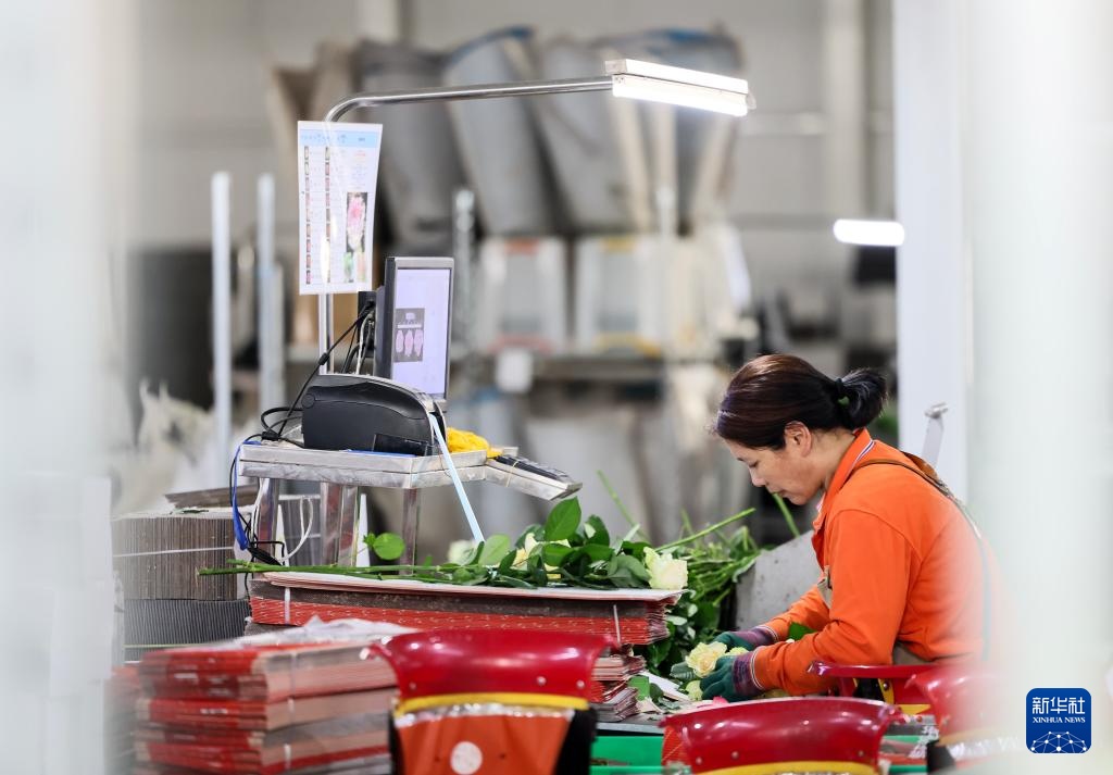 山东莒县:发展鲜切花产业 点亮“美丽经济” 山东莒县:发展鲜切花产业 点亮“美丽经济”