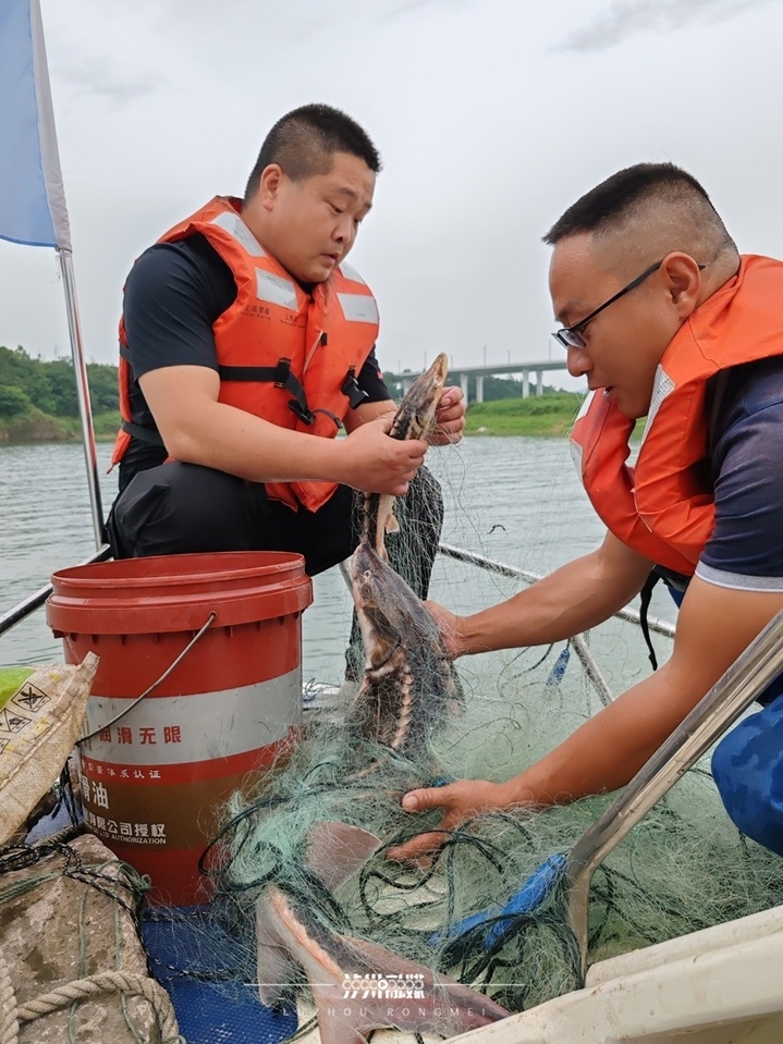 多地鱼类最新监测：鳤20余年首现赣江，泸州一网捞起67条长江鲟
