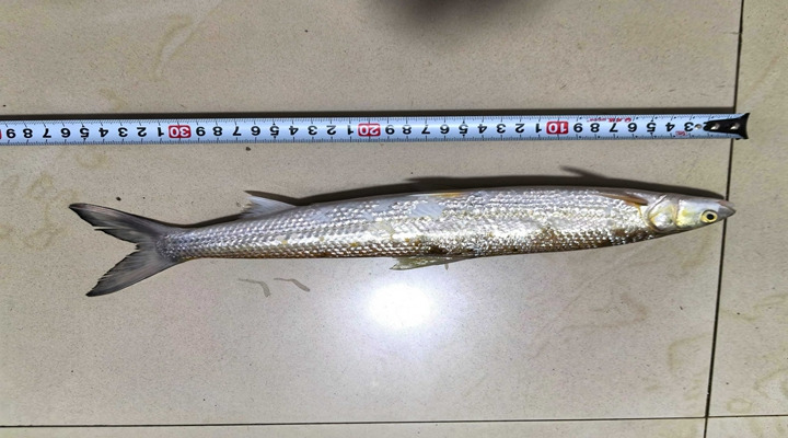 多地鱼类最新监测：鳤20余年首现赣江，泸州一网捞起67条长江鲟