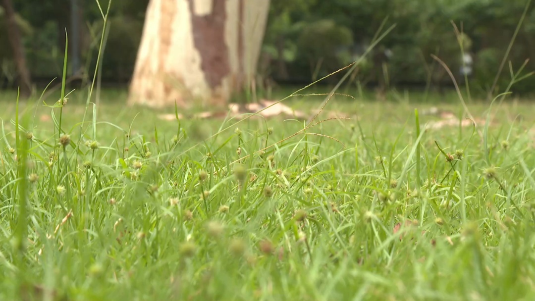 公园惊现两条大蛇缠斗！系无毒滑鼠蛇在抢地盘！蛇类活动高发期，这些要注意！