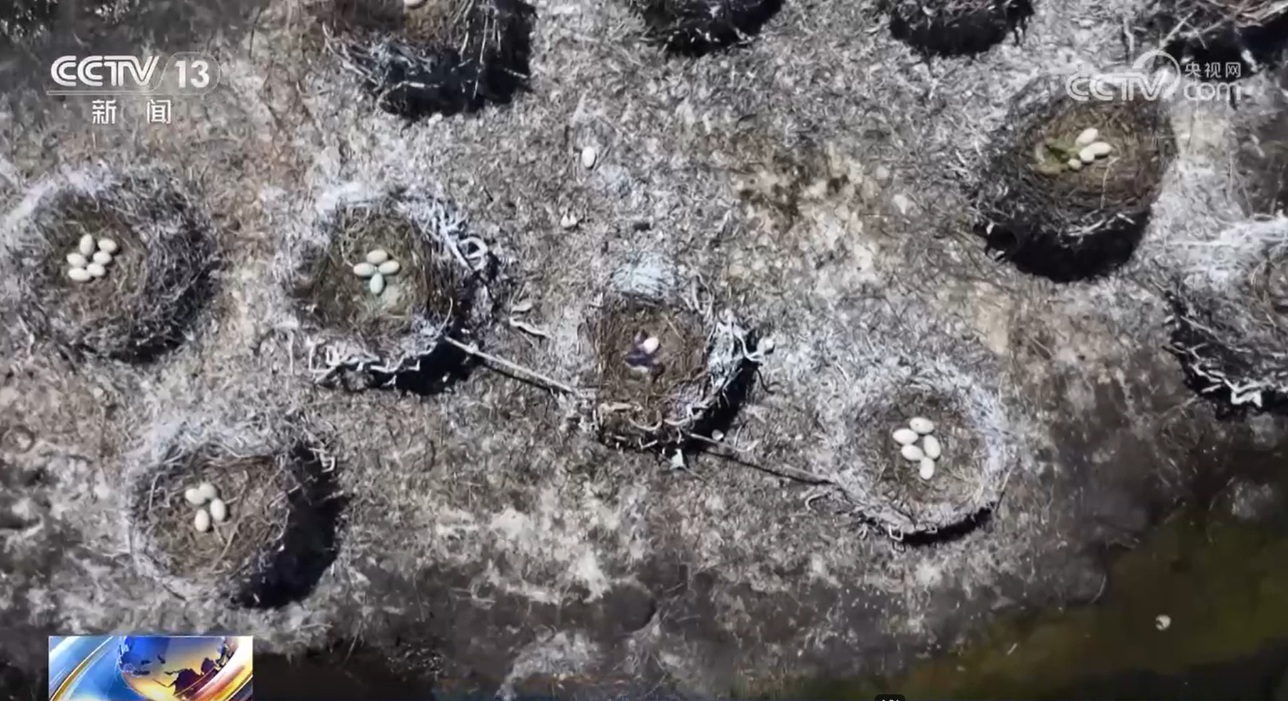 守护“黄河蓄水池” 进入候鸟繁育高峰期 尕海湖正焕发蓬勃生机 守护“黄河蓄水池” 进入候鸟繁育高峰期 尕海湖正焕发蓬勃生机