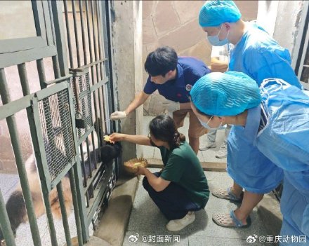 重庆动物园回应渝爱近期症状:转移至非展示区静养治疗 重庆动物园回应渝爱近期症状:转移至非展示区静养治疗