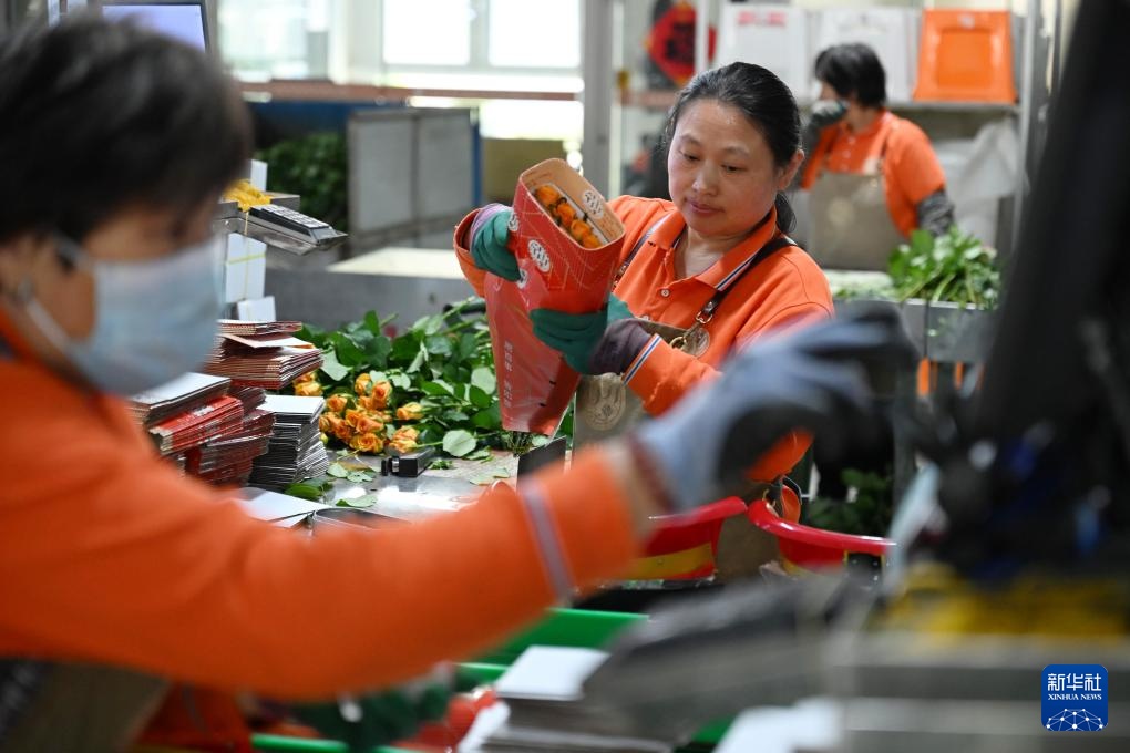 山东莒县:发展鲜切花产业 点亮“美丽经济” 山东莒县:发展鲜切花产业 点亮“美丽经济”