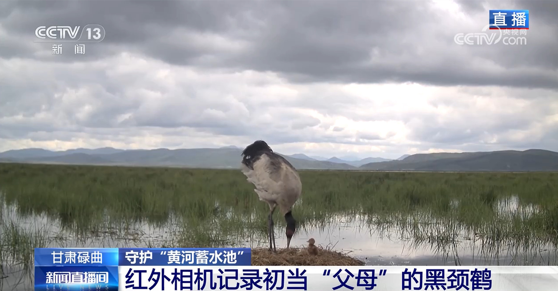 守护“黄河蓄水池” 进入候鸟繁育高峰期 尕海湖正焕发蓬勃生机 守护“黄河蓄水池” 进入候鸟繁育高峰期 尕海湖正焕发蓬勃生机