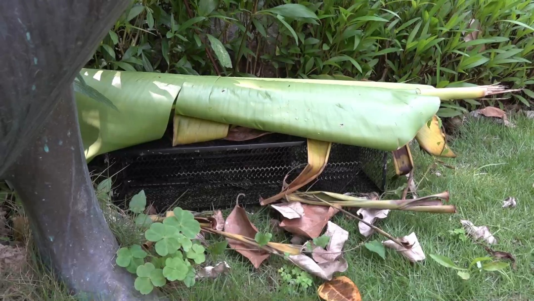 公园惊现两条大蛇缠斗！系无毒滑鼠蛇在抢地盘！蛇类活动高发期，这些要注意！