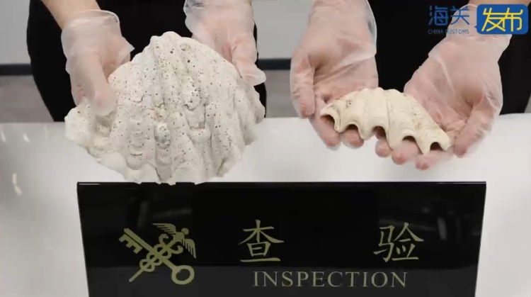 海关查获2件贝壳,总重0.81千克 海关查获2件贝壳,总重0.81千克