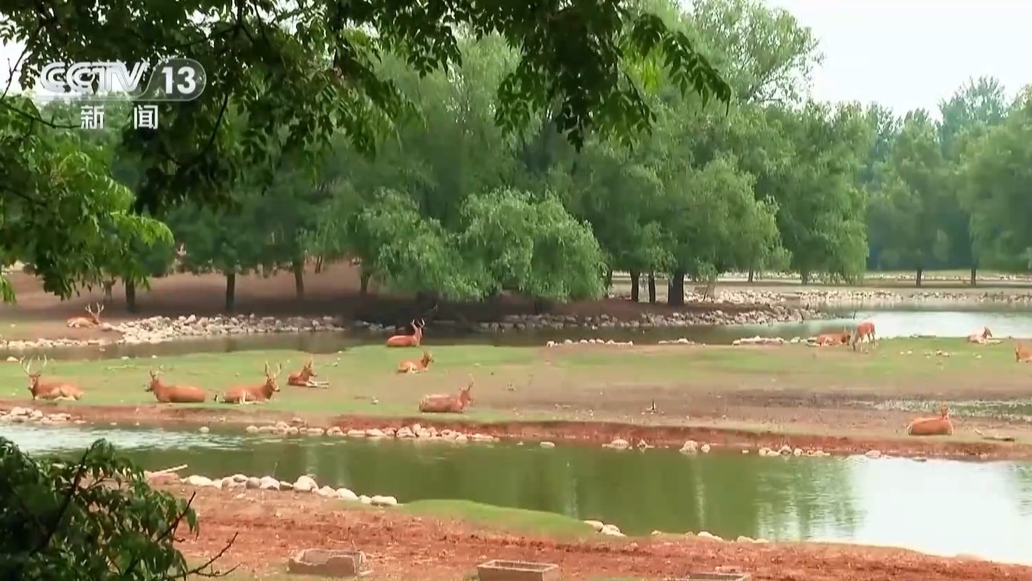 从零到过万!一度本土灭绝如今种群复壮 麋鹿经历了什么? 从零到过万!一度本土灭绝如今种群复壮 麋鹿经历了什么?