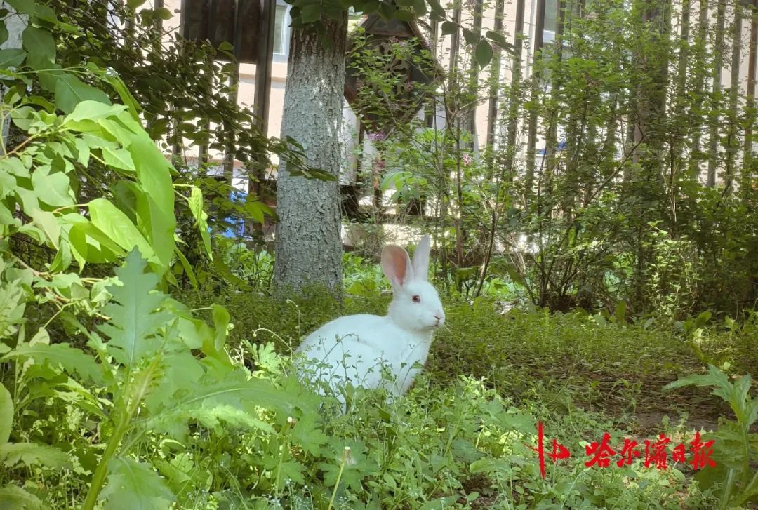 哈尔滨松北一小区宠物兔“越狱”两年繁育四代,业主有人“稀罕”有人忧,专家提醒—— 哈尔滨松北一小区宠物兔“越狱”两年繁育四代,业主有人“稀罕”有人忧,专家提醒——