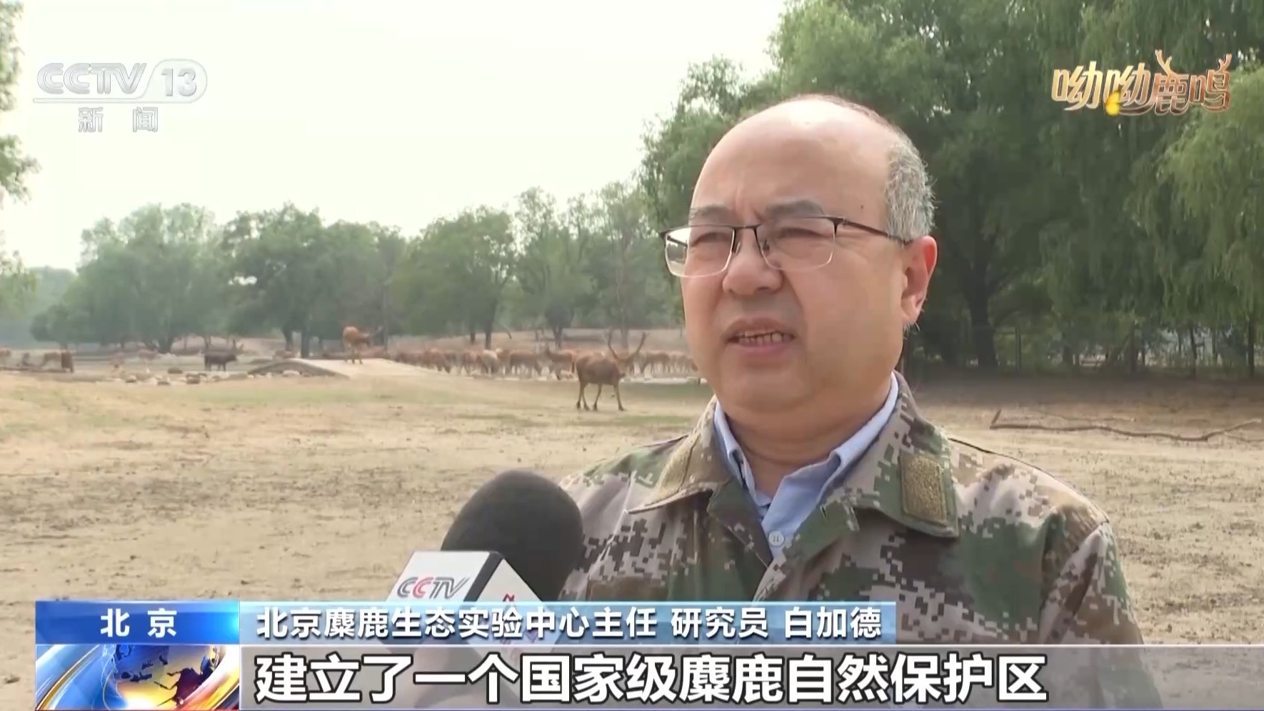 从零到过万!一度本土灭绝如今种群复壮 麋鹿经历了什么? 从零到过万!一度本土灭绝如今种群复壮 麋鹿经历了什么?