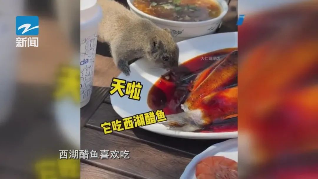 萌翻全网!西湖边又一幕火了!有餐厅订桌量涨了近三倍 萌翻全网!西湖边又一幕火了!有餐厅订桌量涨了近三倍