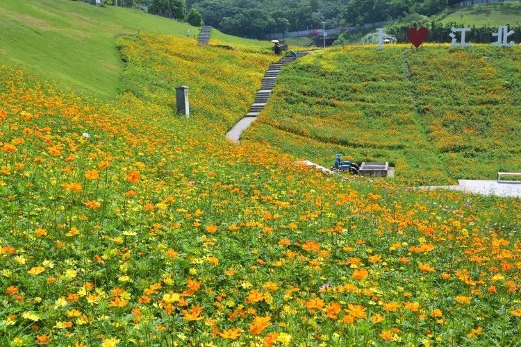 轨道直达!重庆这片金色花海美到破防,速冲 轨道直达!重庆这片金色花海美到破防,速冲