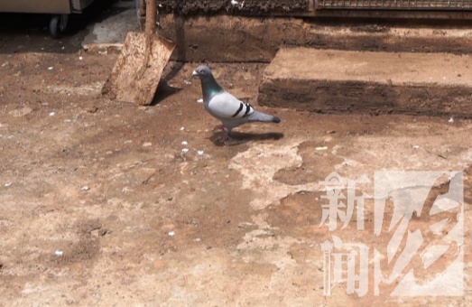 上海一男子太心痛！价值50万元信鸽翅膀全被剪了