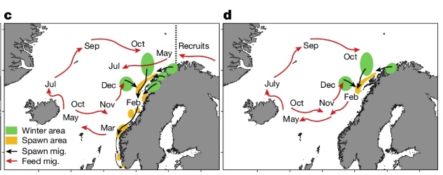 偏移800公里，鲱鱼集体失忆。它们为何找不到回家的路？
