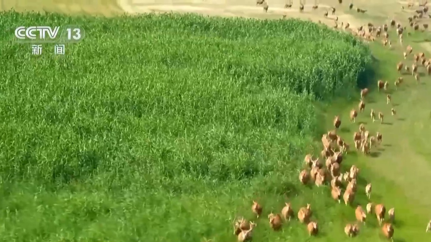 从零到过万!一度本土灭绝如今种群复壮 麋鹿经历了什么? 从零到过万!一度本土灭绝如今种群复壮 麋鹿经历了什么?