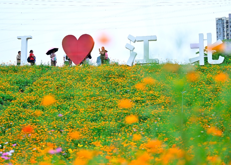 轨道直达!重庆这片金色花海美到破防,速冲 轨道直达!重庆这片金色花海美到破防,速冲
