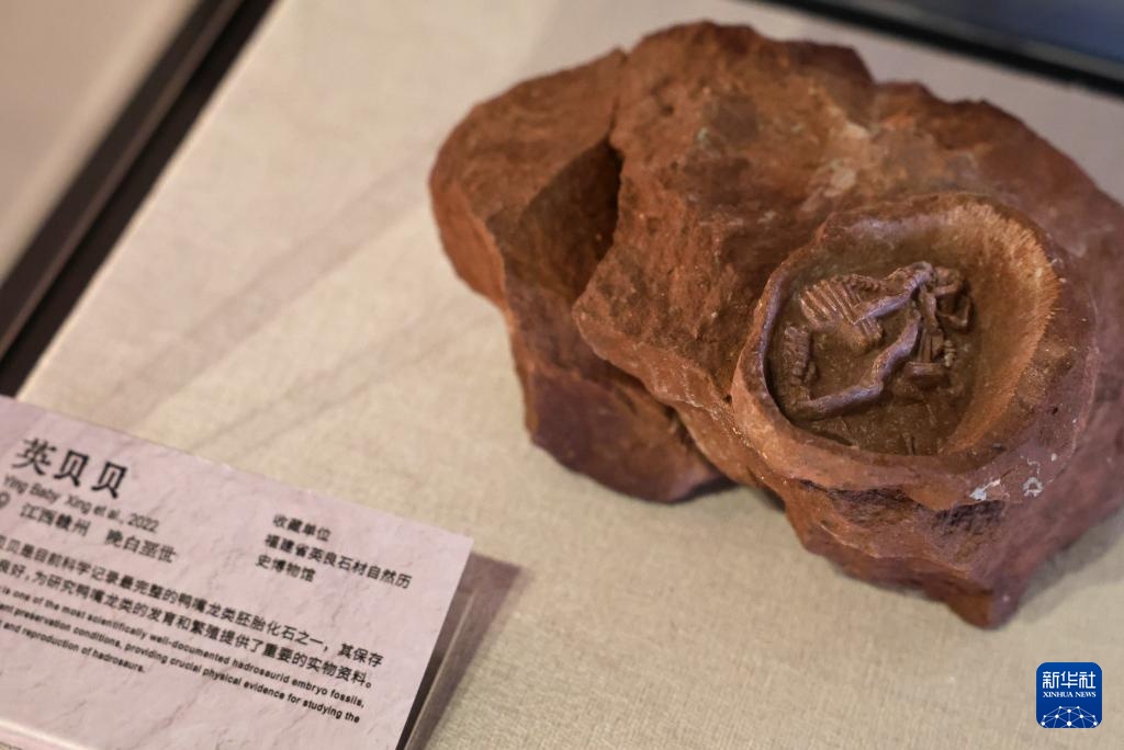 中国恐龙大展在上海开幕 中国恐龙大展在上海开幕